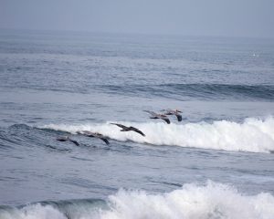 Baja Surf