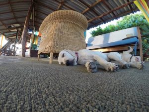 STN Dog Days on the Deck - Brad Colwell